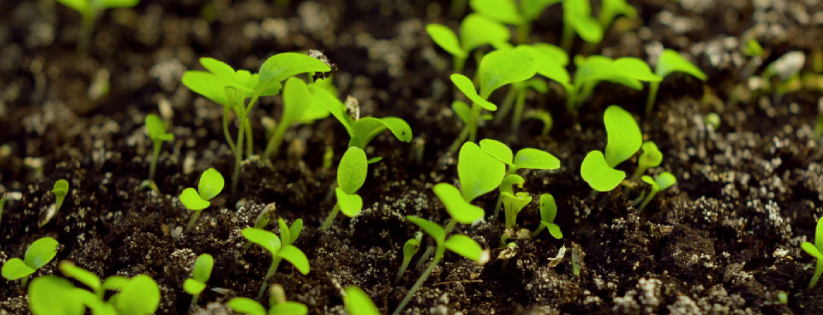 home-services_grants